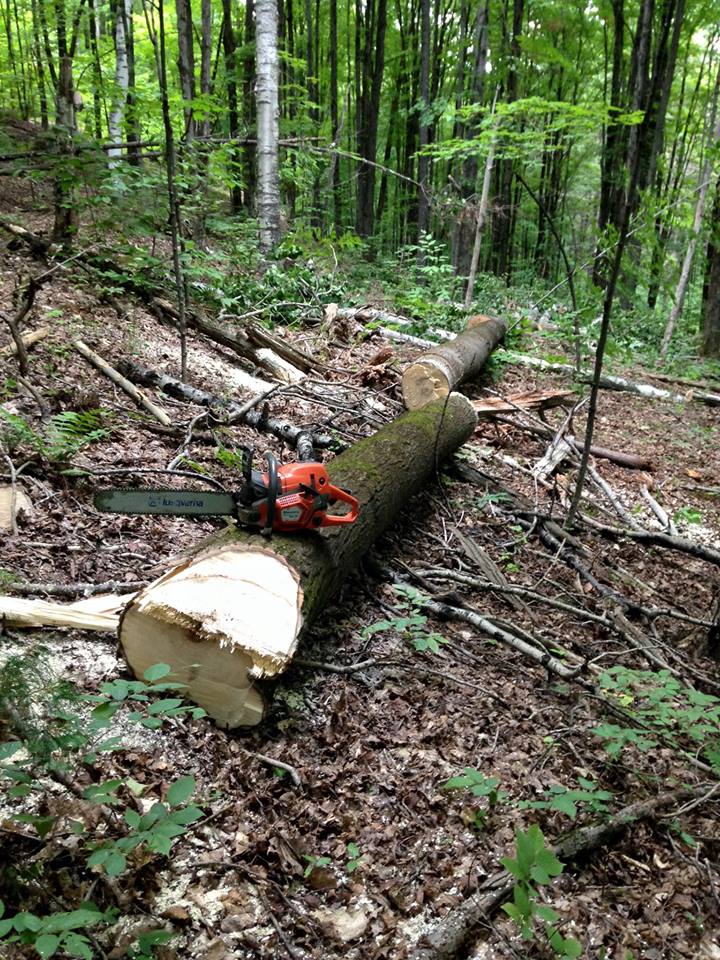 Timber Stand Improvement