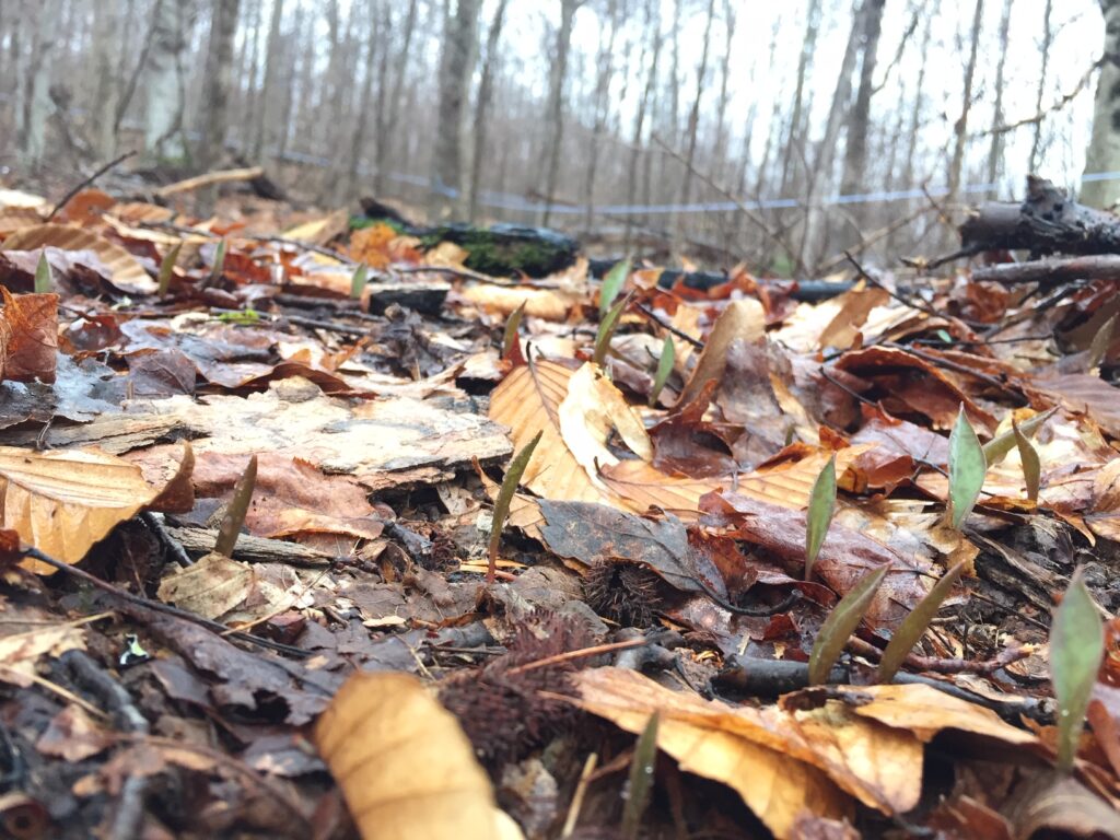 Maple Production Consulting - Trout Lily