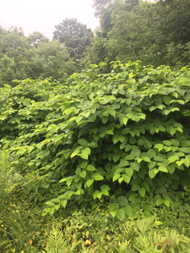 Invasive Plant Management - Japanese Knotweed