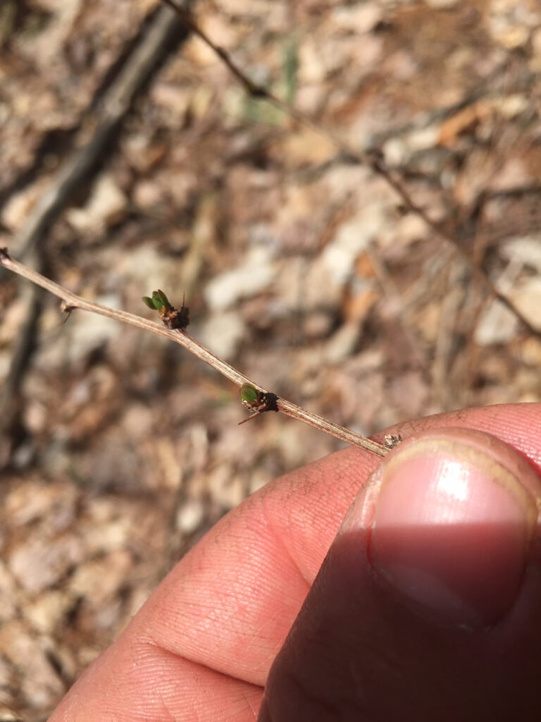 Invasive Plant Management - Japanese Barberry