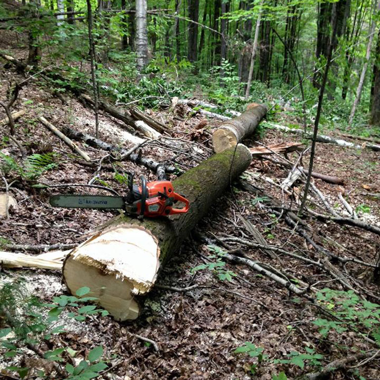 Trout Lily Forestry Services Timber Stand Improvement