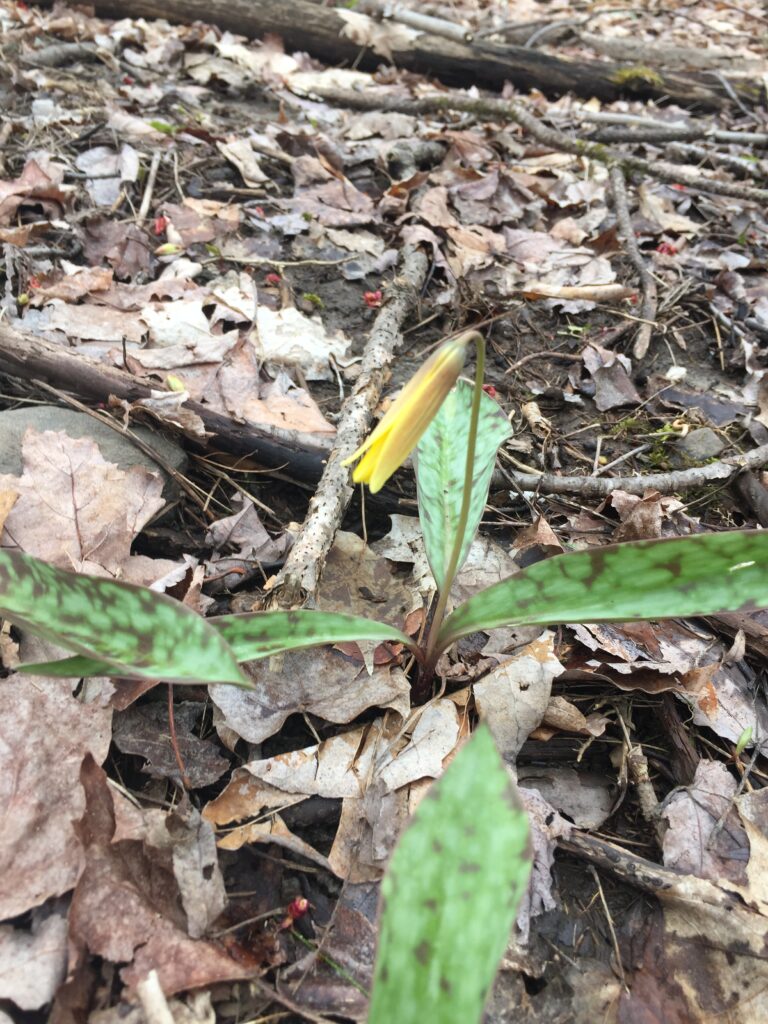 Trout Lily Flower