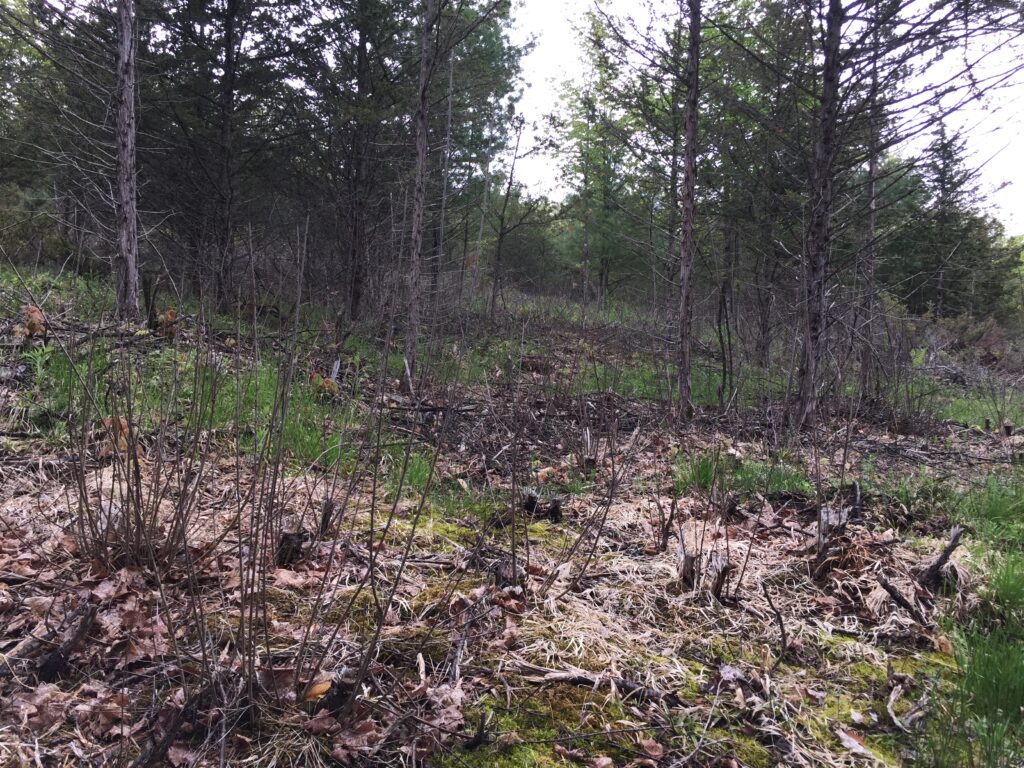 Invasive Plant Management Buckthorn