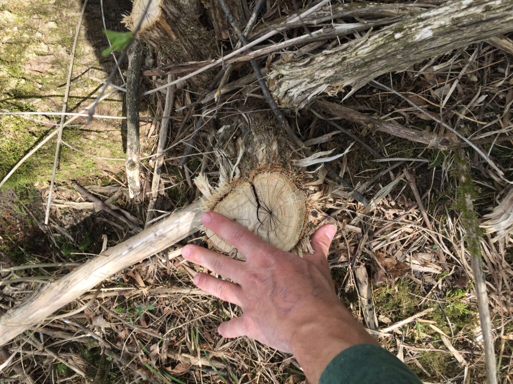 Invasive Plant Management Honeysuckle