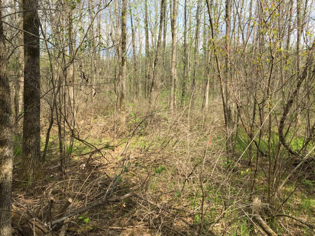 Invasive Plant Management Treated Honeysuckle